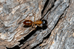 Camponotus nigriceps