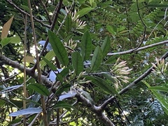 Anodendron benthamianum