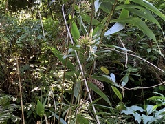 Anodendron benthamianum