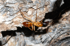 Camponotus nigriceps