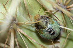 Chlorochroa opuntiae