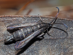 Sesiinae