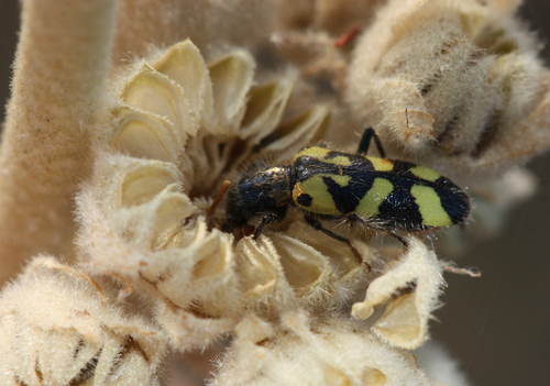 Ornate Checkered Beetle photo 6
