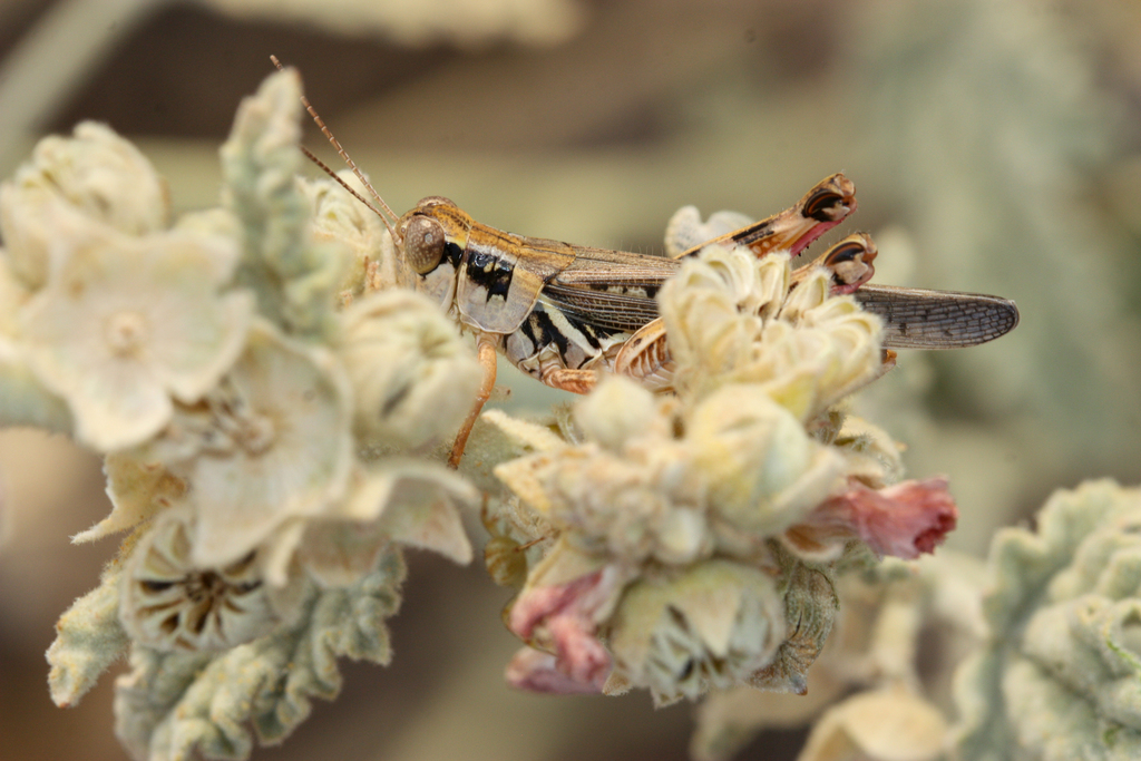 Migratory Grasshopper