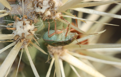 Chlorochroa opuntiae
