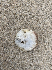 Pododesmus macrochisma