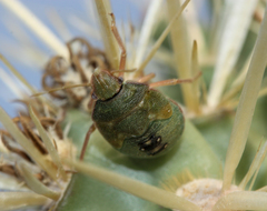 Chlorochroa opuntiae