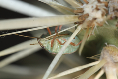 Chlorochroa opuntiae