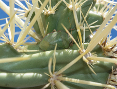 Chlorochroa opuntiae