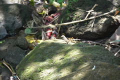 Eutropis lapulapu