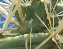 Chlorochroa opuntiae