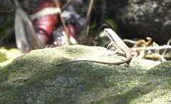 Eutropis lapulapu