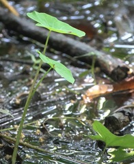 Teinobasis filiformis