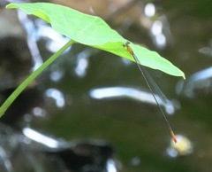 Teinobasis filiformis