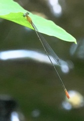 Teinobasis filiformis