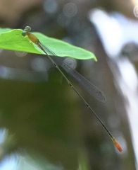 Teinobasis filiformis