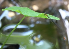 Teinobasis filiformis