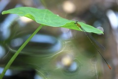 Teinobasis filiformis