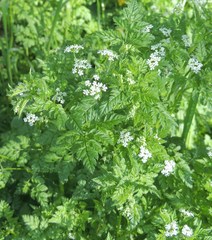 Anthriscus cerefolium