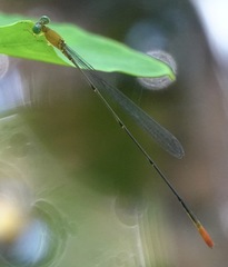 Teinobasis filiformis