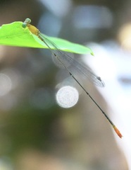 Teinobasis filiformis