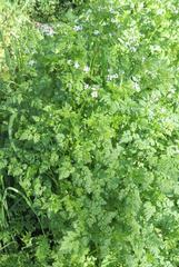 Anthriscus cerefolium