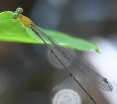 Teinobasis filiformis
