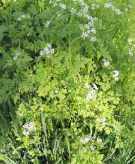 Anthriscus cerefolium