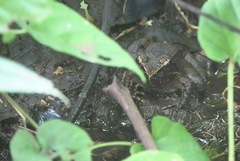 Hoplobatrachus chinensis
