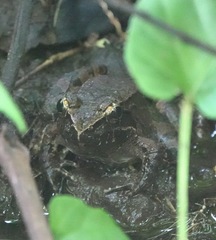 Hoplobatrachus chinensis