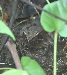 Hoplobatrachus chinensis