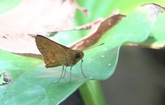 Oriens californica