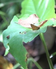 Oriens californica