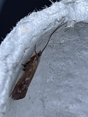 Limnephilus auricula