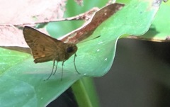 Oriens californica