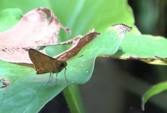 Oriens californica