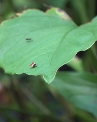 Choreutis xanthogramma