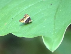 Choreutis xanthogramma
