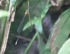 Teinobasis filiformis