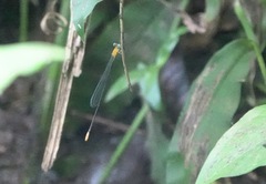 Teinobasis filiformis