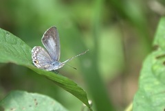 Catopyrops ancyra