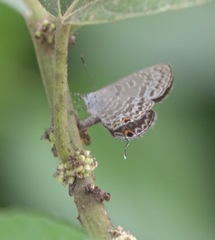 Catopyrops ancyra