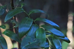 Geitonoplesium cymosum