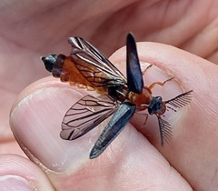 Zarhipis integripennis