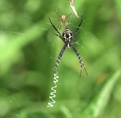 Argiope catenulata
