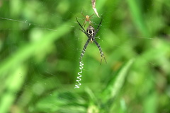 Argiope catenulata