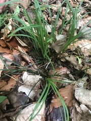 Carex pedunculata