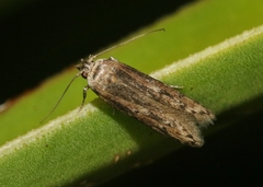 Asaphocrita