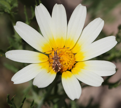 Centrocoris variegatus