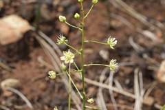 Toxicoscordion fontanum